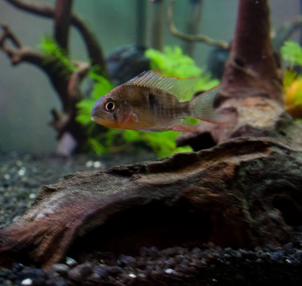 Fish.jpg