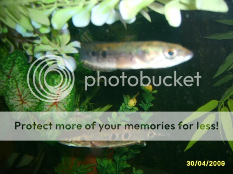 newoakwoodtanklook015.jpg