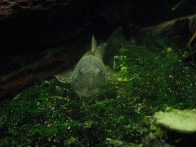 fish085.jpg