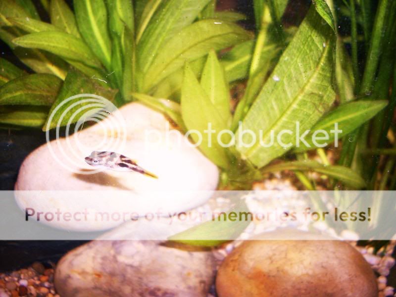 minipuffer097.jpg