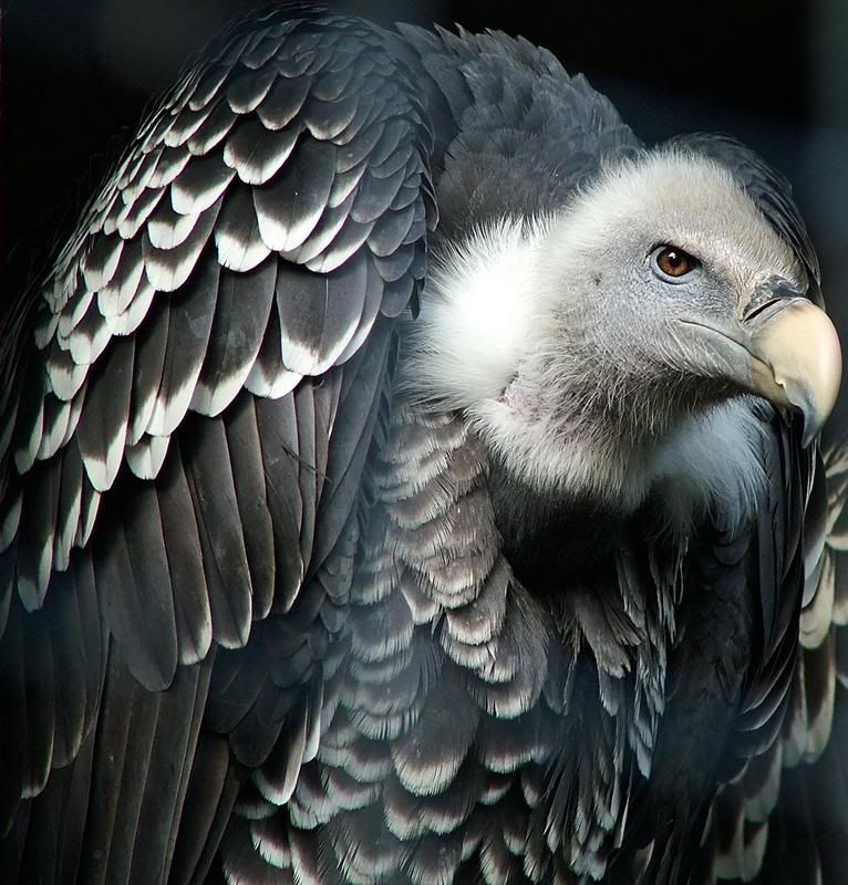 vulture2.jpg