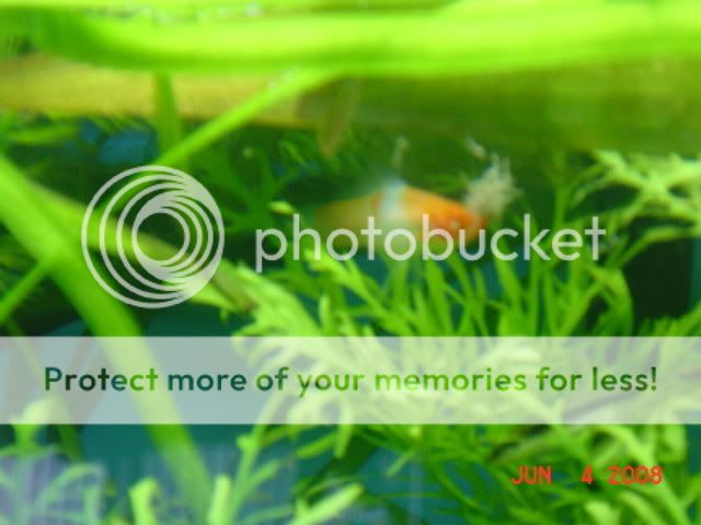 fish080.jpg