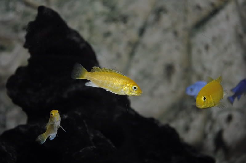 fishnov2011067.jpg