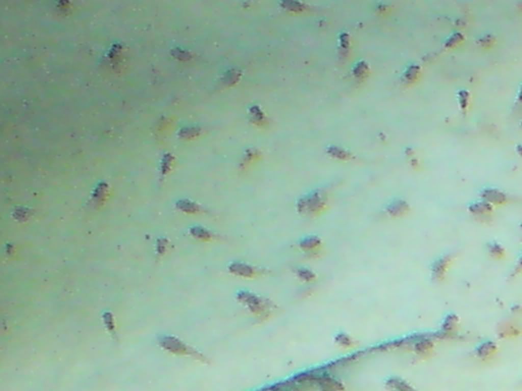 DSC00462.jpg