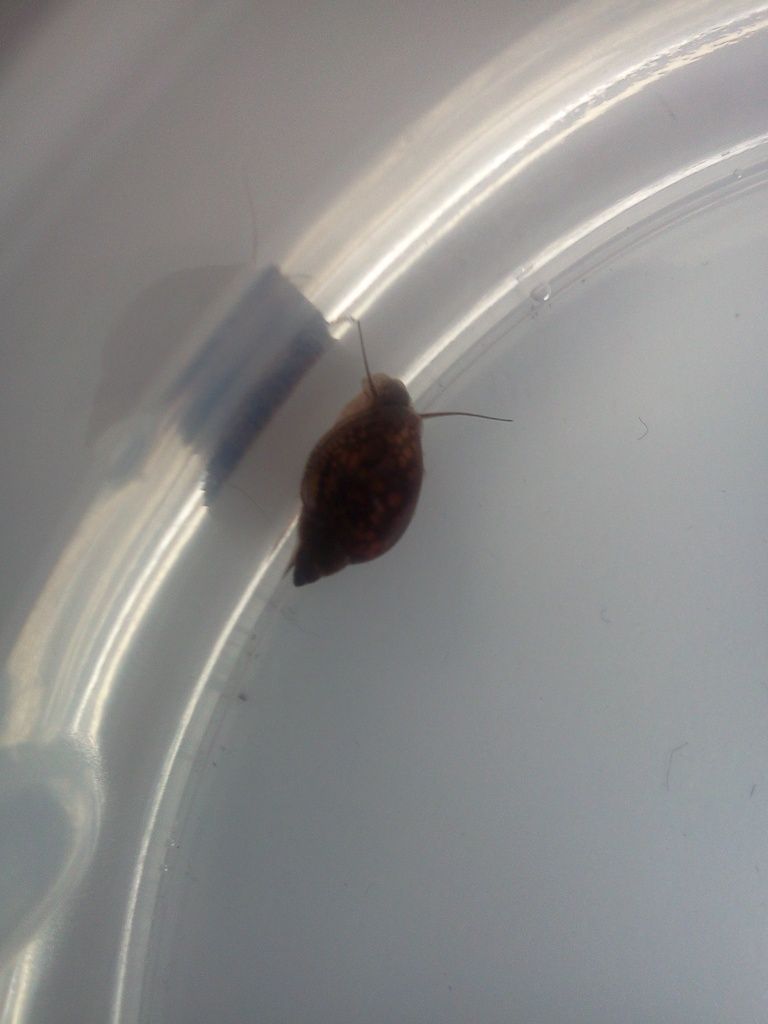 snail007.jpg