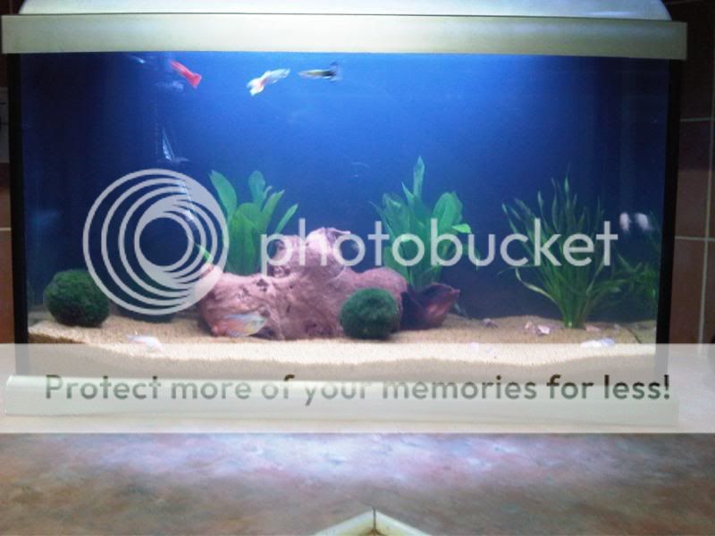 rescape4.jpg