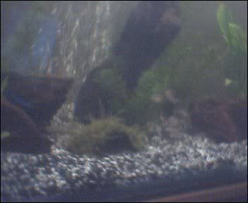 Cam00006.jpg