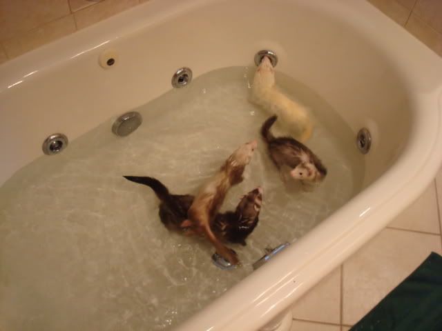 ferrets024.jpg