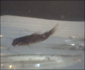 Cam00004-13.jpg