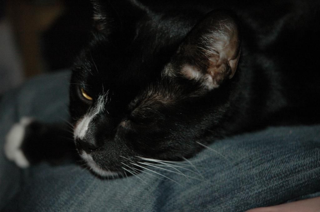 DSC_3921_zps4fcdf135.jpg