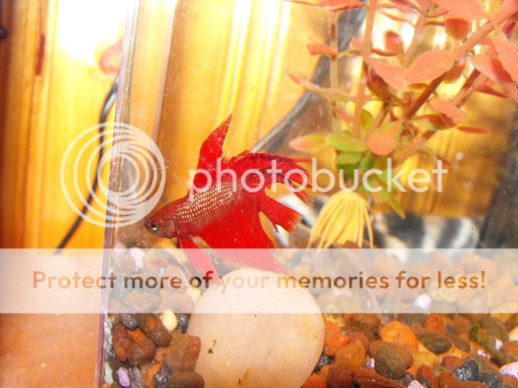 rescuefishies004.jpg