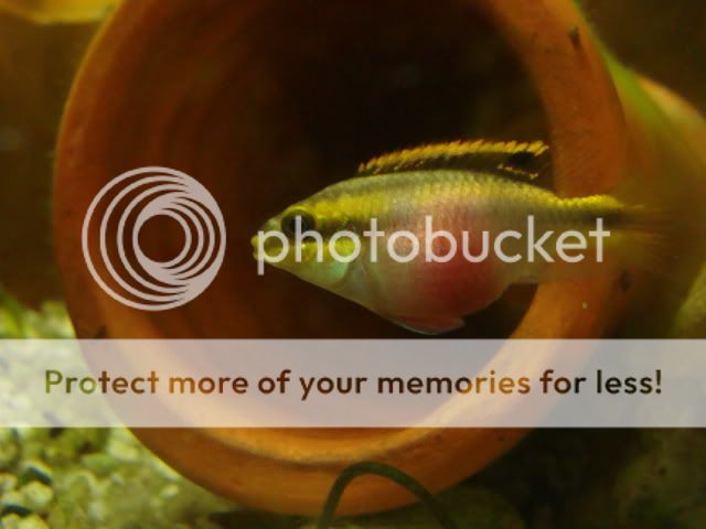 Fishofthemonth063.jpg