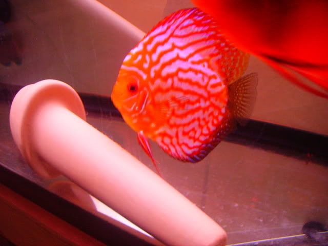 fish101.jpg