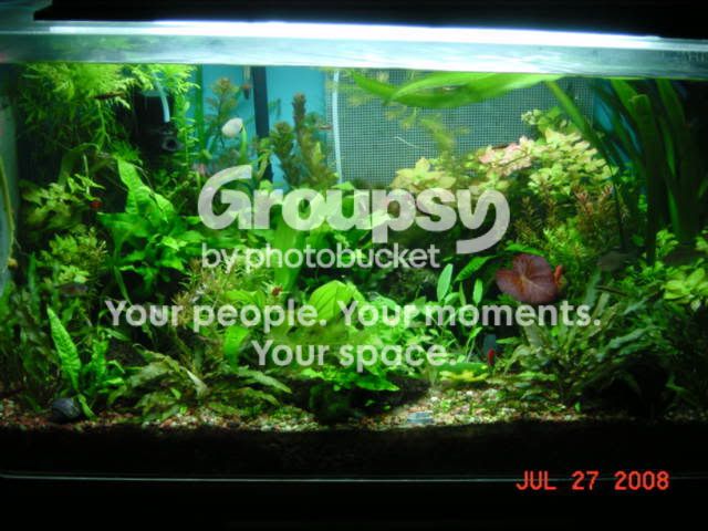 Shrimp081.jpg