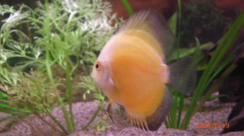 discus3.jpg