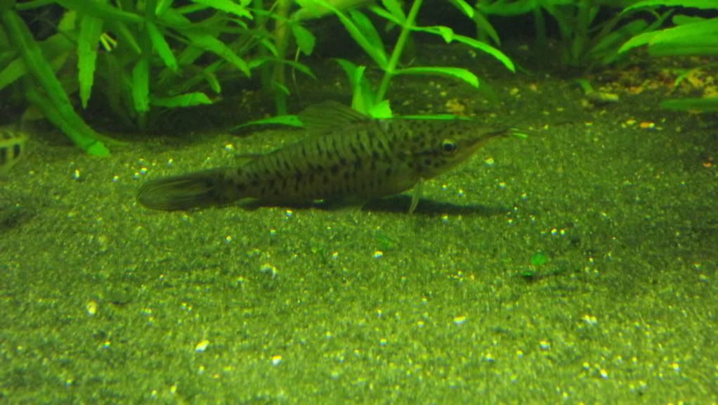fishpix057.jpg
