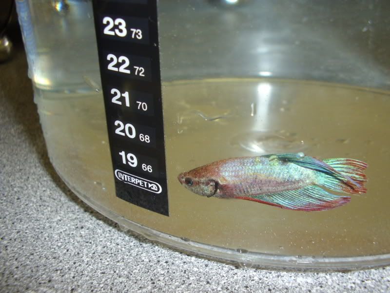 STA42114.jpg
