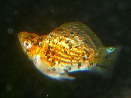 2007-06-1004-20-33_0029.jpg