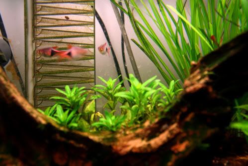 fishpic3.jpg