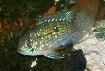 acara008.jpg