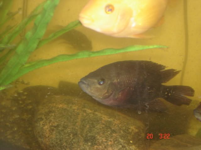 DSC01623.JPG.jpg