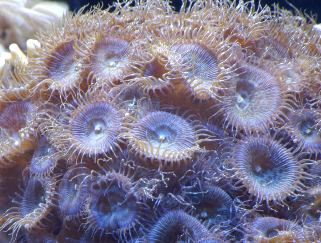zoa3-1.jpg