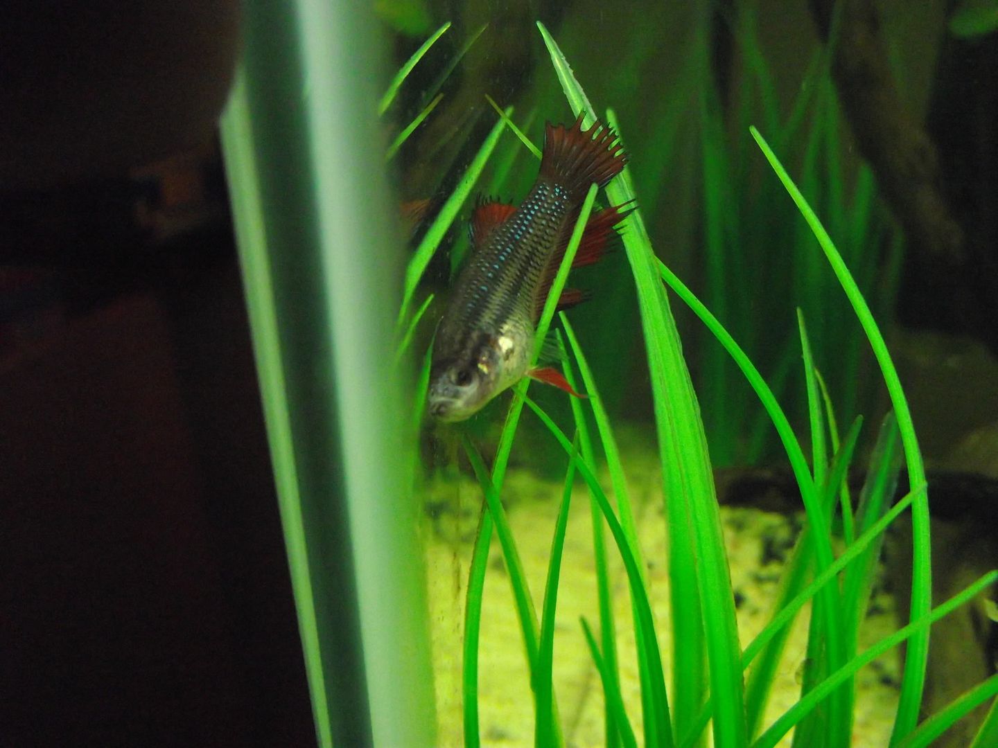 DSCF2078.jpg