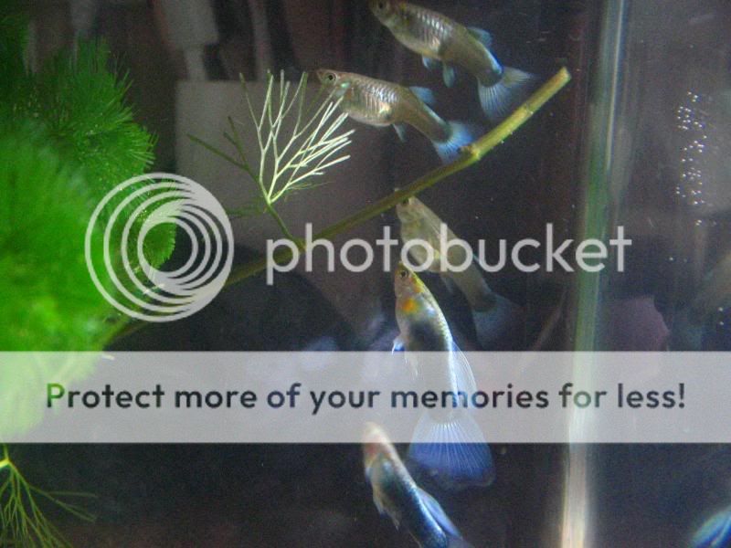 guppies004.jpg
