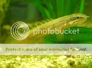 200603_bichir_04.jpg