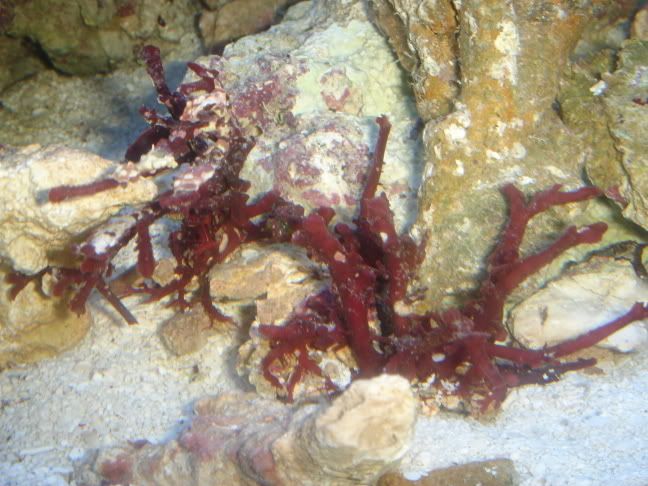 DSC00611.jpg