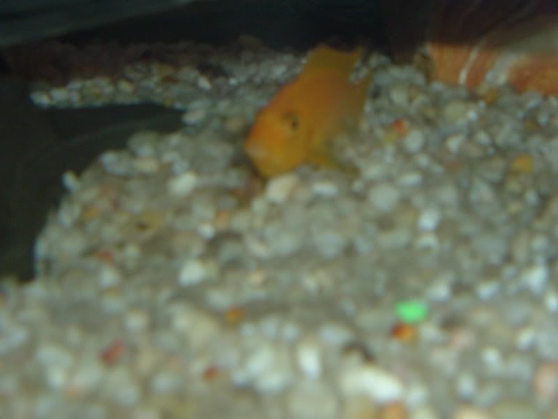 cichlidweggs001.jpg