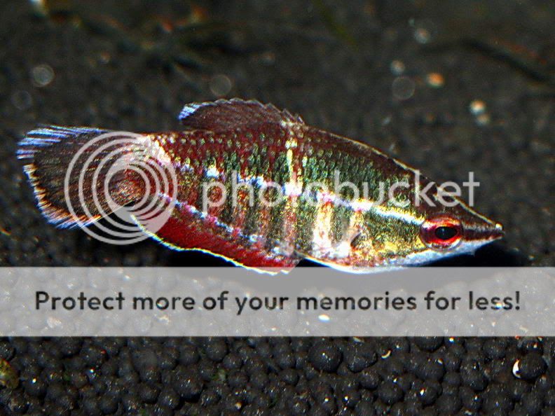 Samurai_Gourami_02.jpg