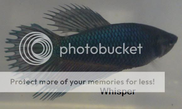 whisper5.jpg