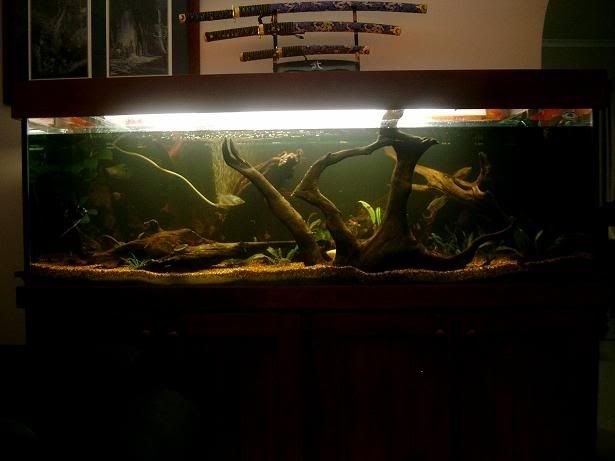 newtank4.jpg