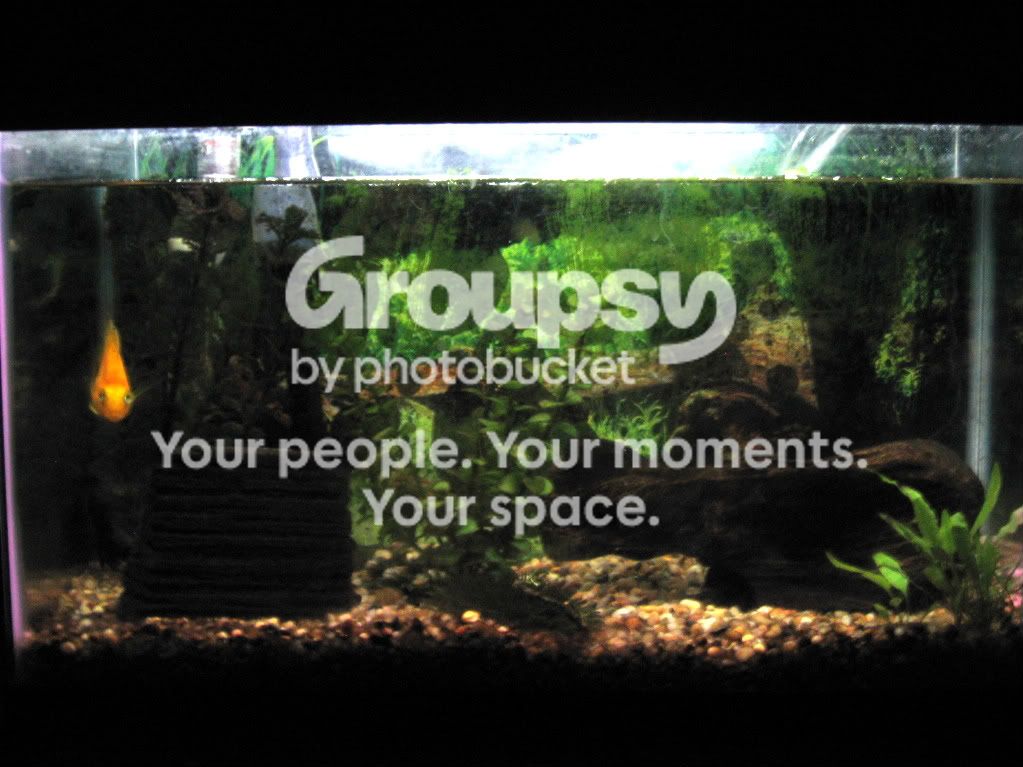 fishtank003-1-1.jpg