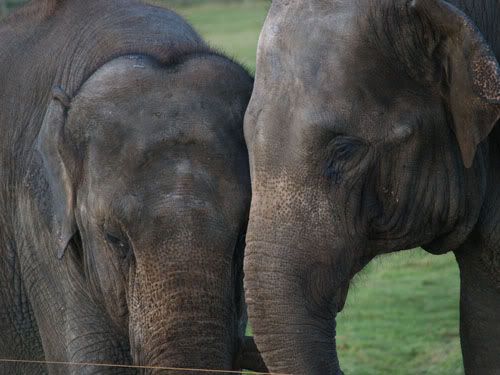 elephants.jpg