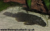 ancistrus-female.jpg