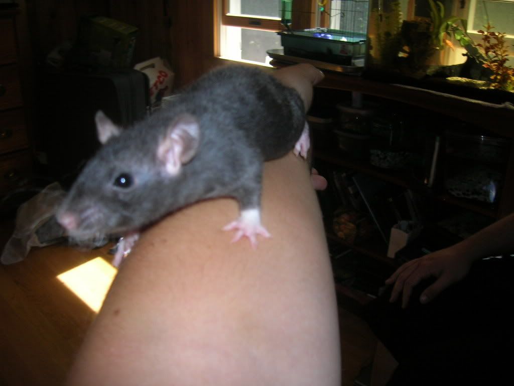 ratties2004.jpg