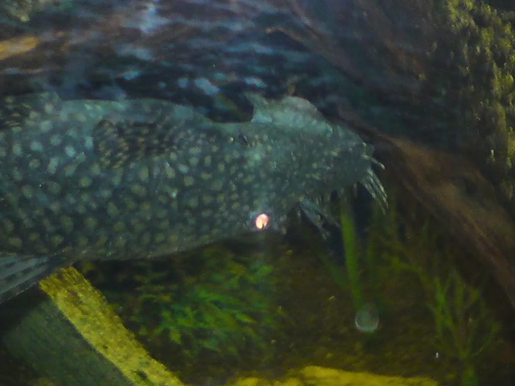 DSC00672.jpg