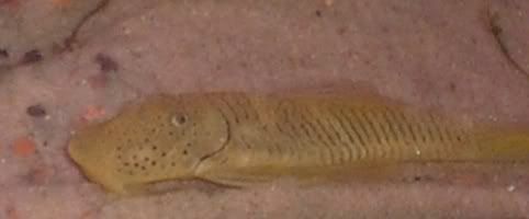 pleco.jpg