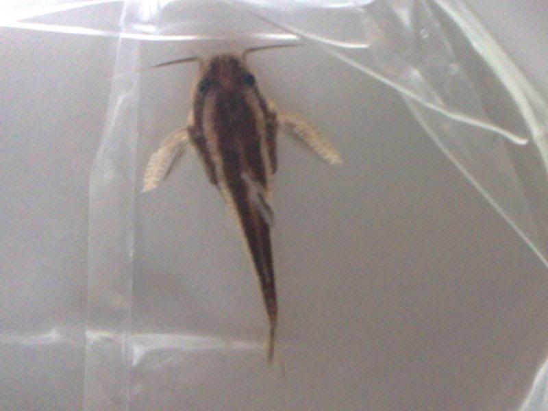 31072008195.jpg