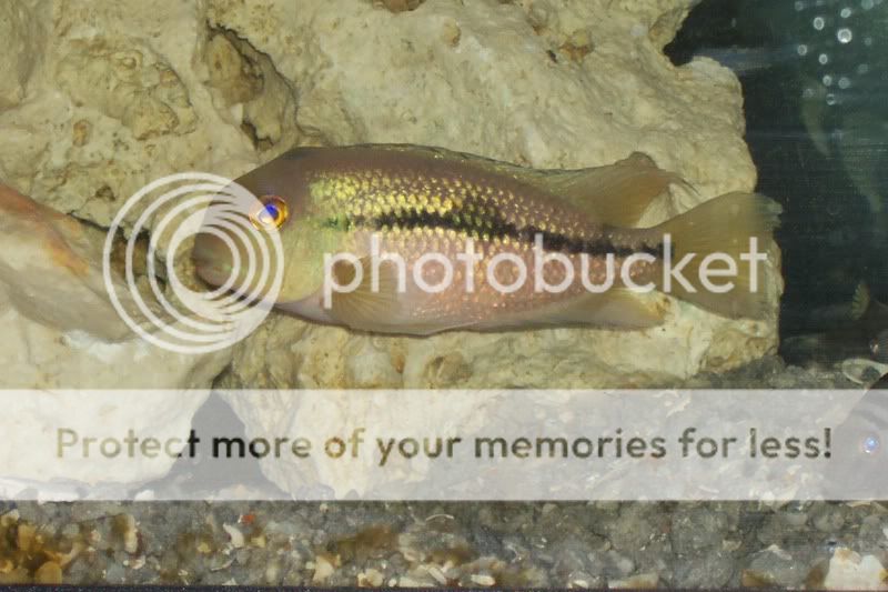 newfish1002.jpg