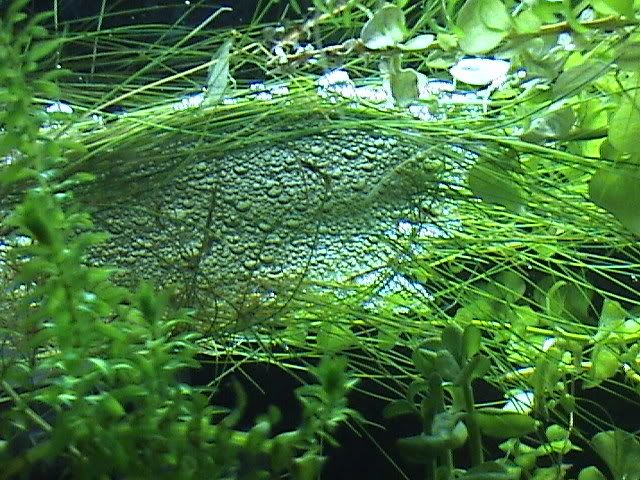 DSC00058.jpg