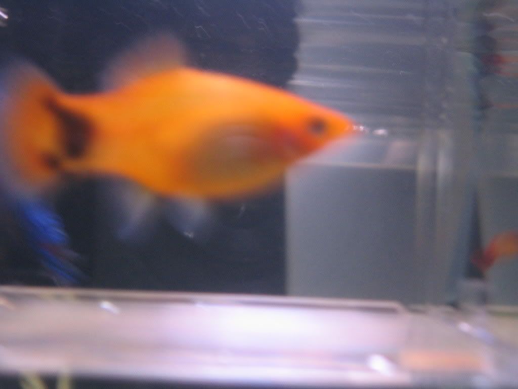 Picture004.jpg