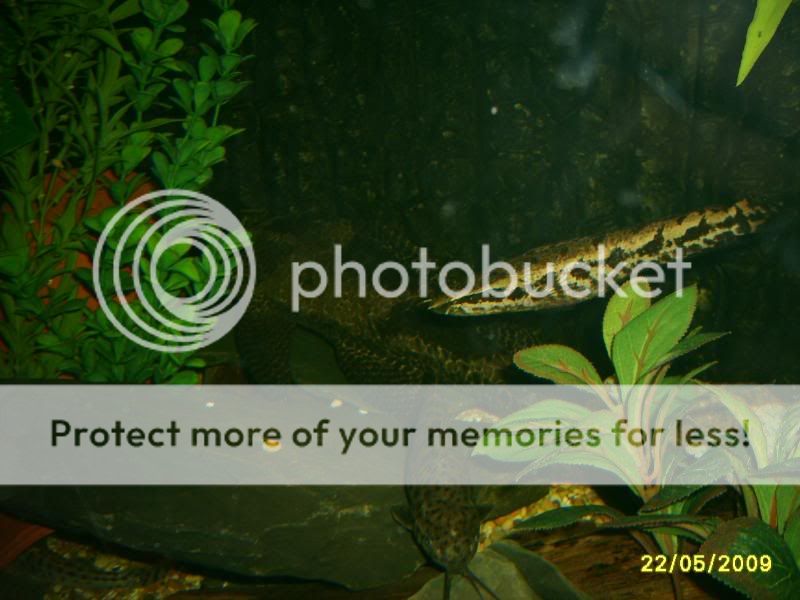 heartbeat080.jpg