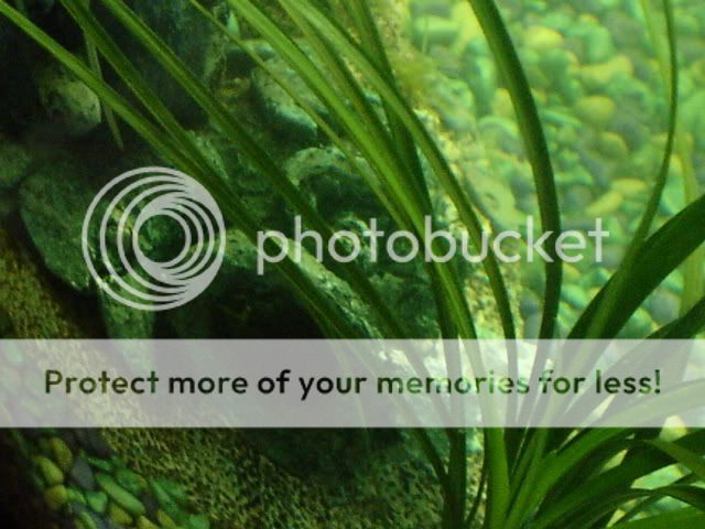 fishies011.jpg