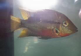 firemouth.jpg