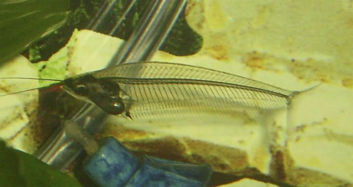 glass-catfish.jpg