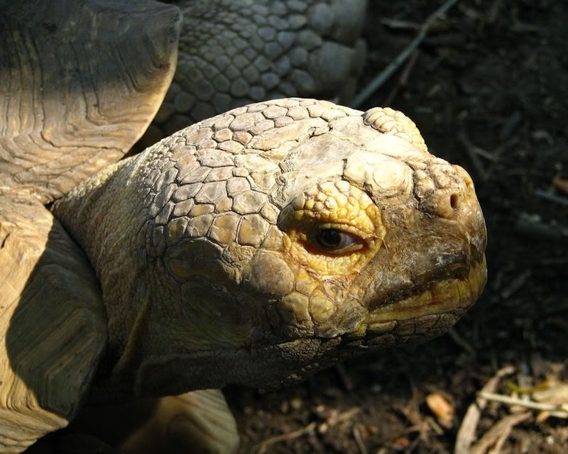 Tortoise.jpg