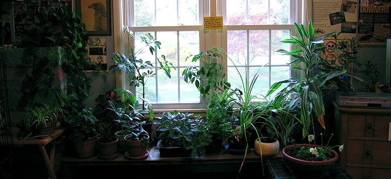 allplants.jpg
